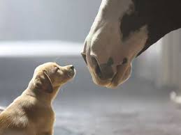 puppy-love-ad